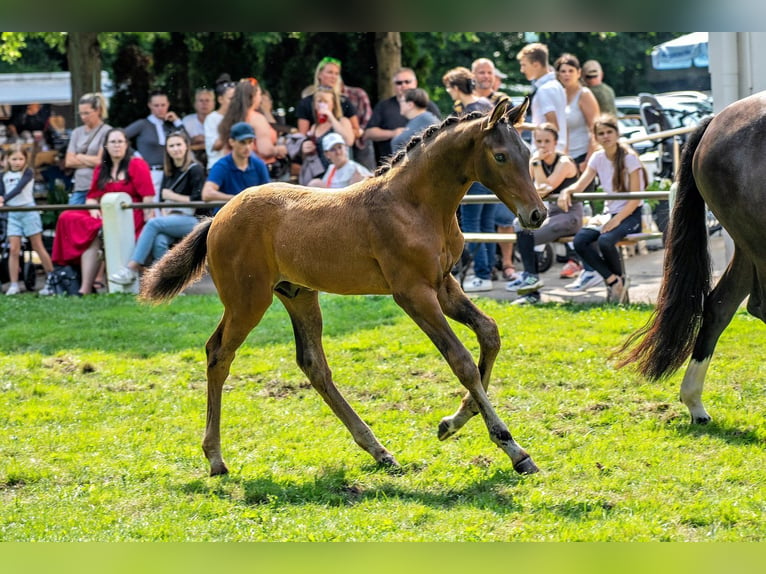 Caballo de deporte alemán Semental 1 año 172 cm Castaño oscuro in Neckargemünd