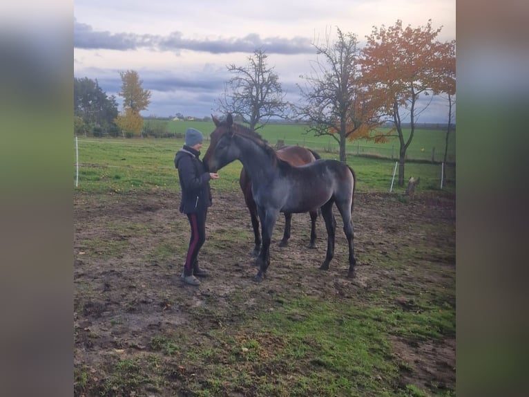 Caballo de deporte alemán Semental 1 año 172 cm Tordo in Annaburg