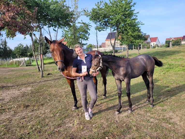 Caballo de deporte alemán Semental 1 año 172 cm Tordo in Annaburg