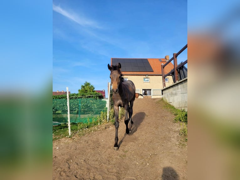 Caballo de deporte alemán Semental 1 año 172 cm Tordo in Annaburg