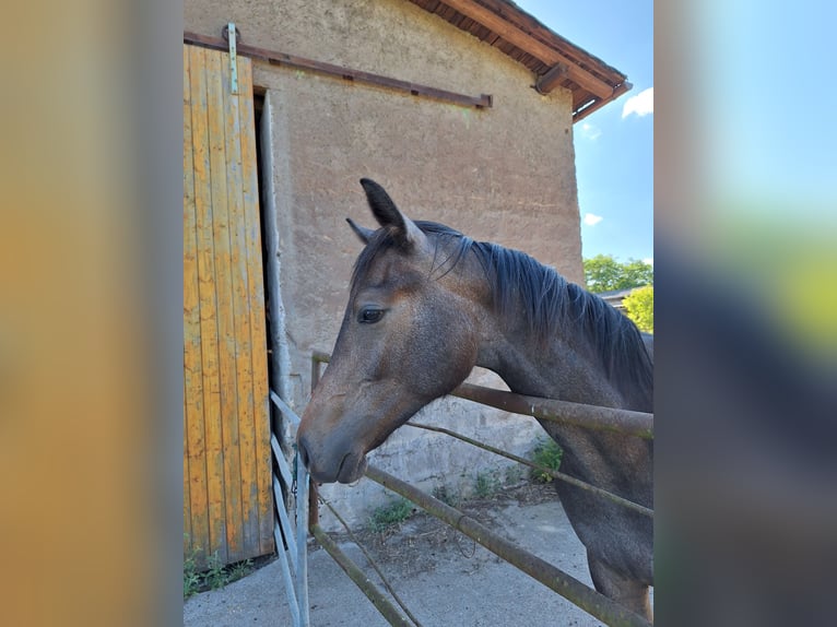 Caballo de deporte alemán Semental 1 año 172 cm Tordo in Annaburg