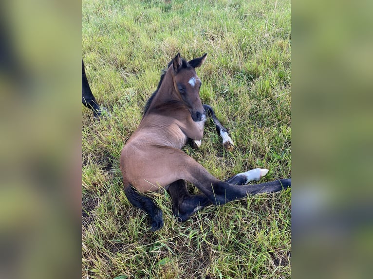 Caballo de deporte alemán Semental 1 año 172 cm Tordo in Güssefeld