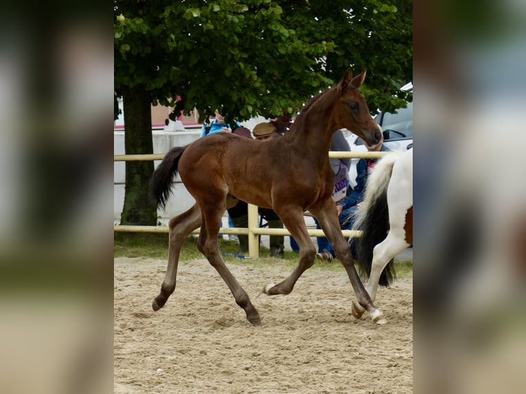 Caballo de deporte alemán Semental 1 año 174 cm Morcillo in Oberseifersdorf