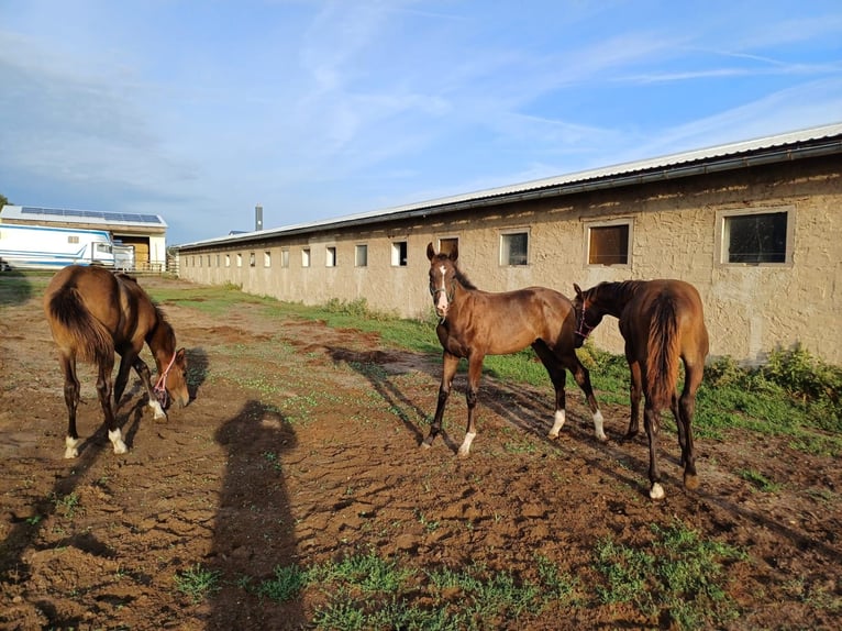 Caballo de deporte alemán Semental 1 año 175 cm Castaño oscuro in Kalbe (Milde)