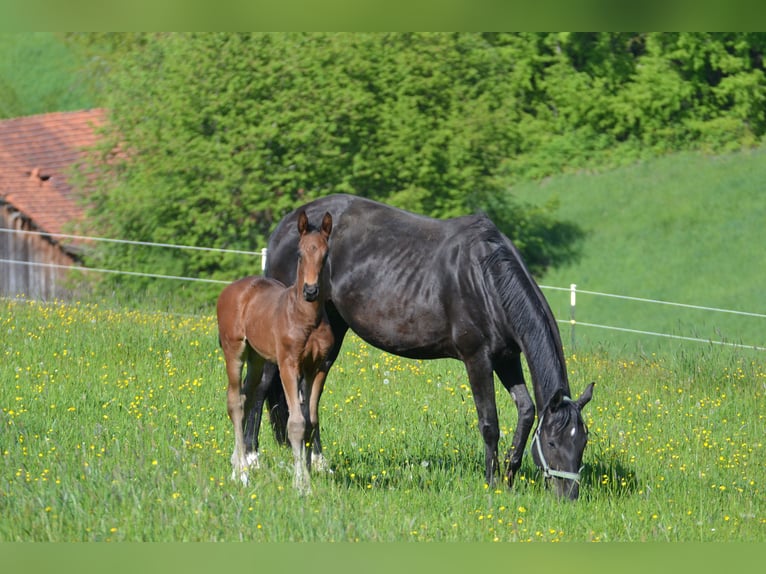Caballo de deporte alemán Semental 1 año 175 cm Castaño oscuro in Egglham