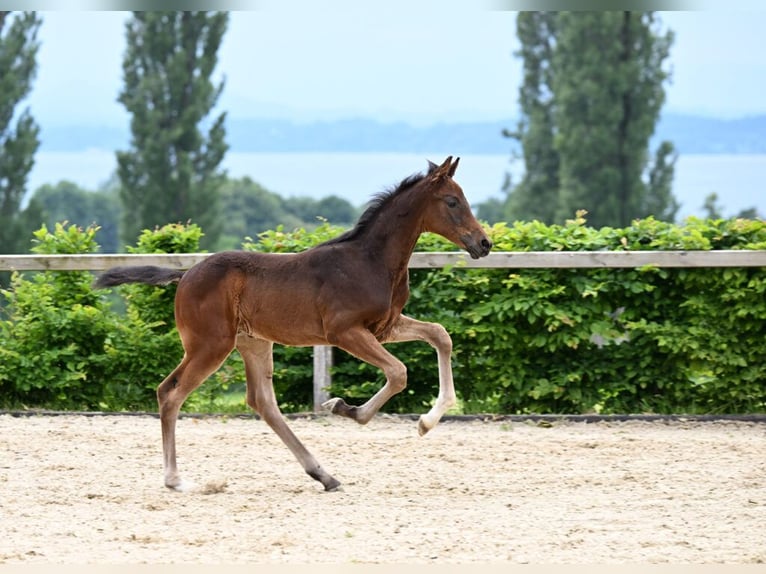 Caballo de deporte alemán Semental 1 año 180 cm Castaño oscuro in Weil