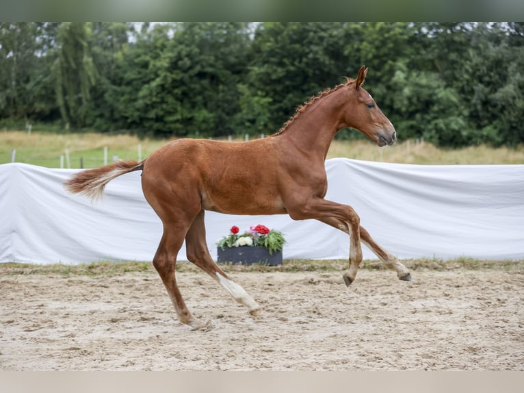 Caballo de deporte alemán Semental 1 año Alazán in Illertissen