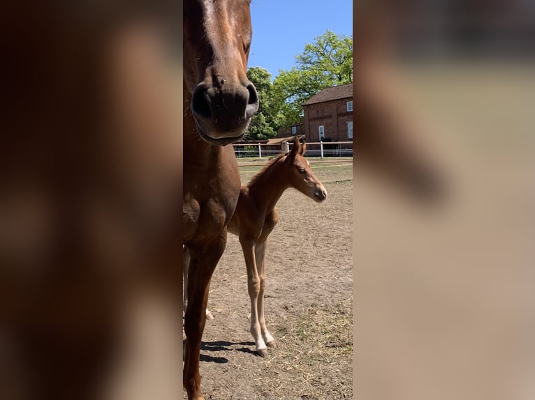 Caballo de deporte alemán Semental 1 año Alazán in Malchow