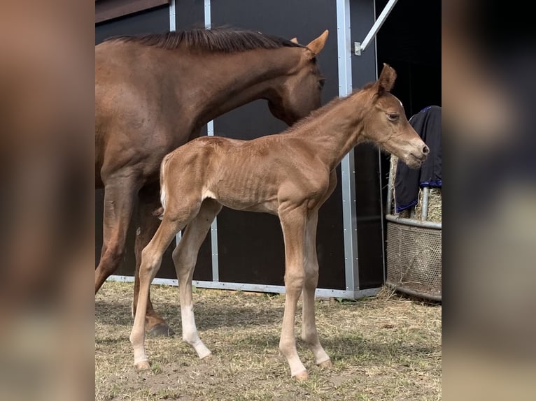 Caballo de deporte alemán Semental 1 año Alazán in Malchow