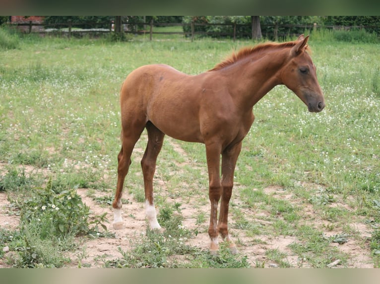 Caballo de deporte alemán Semental 1 año Alazán in Müncheberg