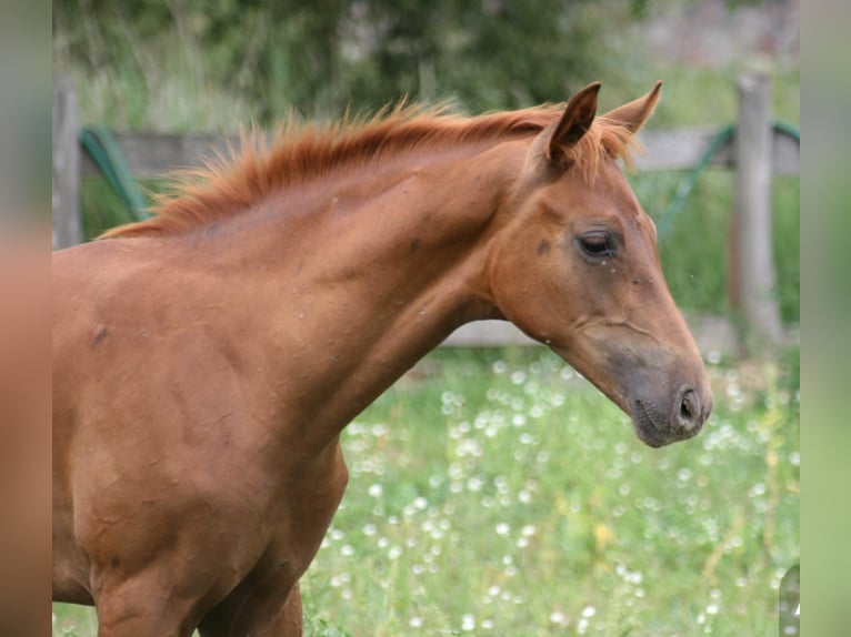 Caballo de deporte alemán Semental 1 año Alazán in Müncheberg