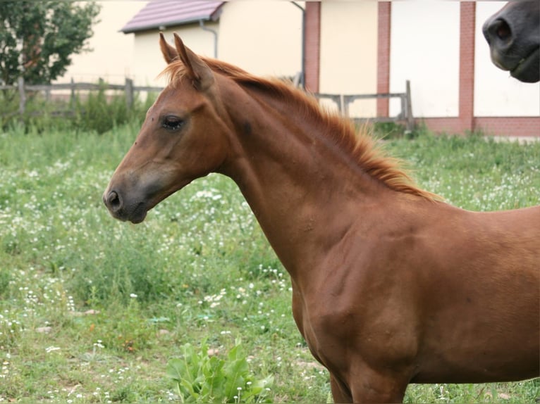 Caballo de deporte alemán Semental 1 año Alazán in Müncheberg