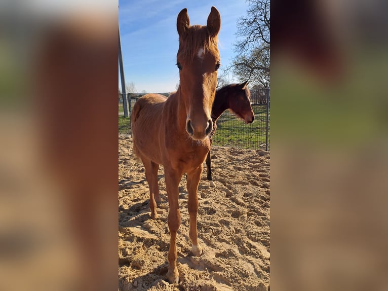 Caballo de deporte alemán Semental 1 año Alazán in Tangerm&#xFC;nde