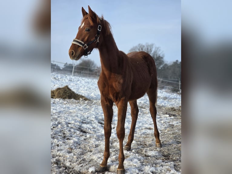 Caballo de deporte alemán Semental 1 año Alazán in Trautskirchen