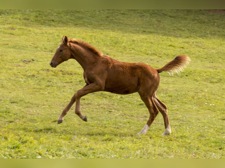 Caballo de deporte alemán Semental 1 año Alazán in Wörth an der Donau