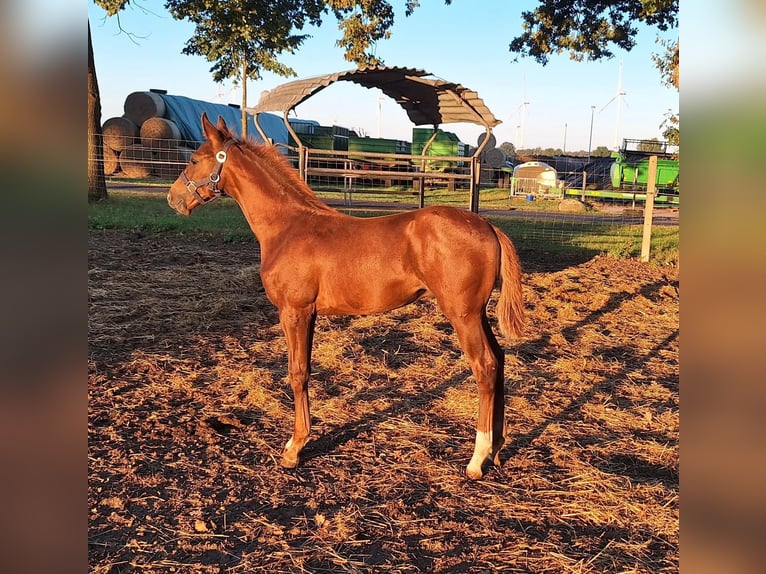 Caballo de deporte alemán Semental 1 año Alazán in Karstädt OT Blüthen