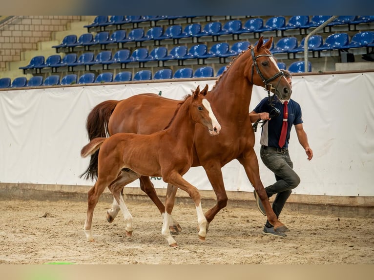 Caballo de deporte alemán Semental 1 año Alazán in Leuna OT Zweimen