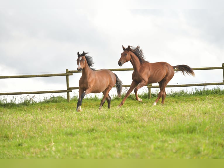 Caballo de deporte alemán Semental 1 año Alazán-tostado in Radevormwald