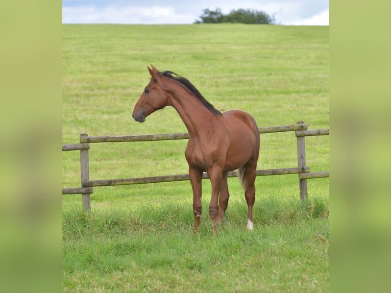 Caballo de deporte alemán Semental 1 año Alazán-tostado in Radevormwald