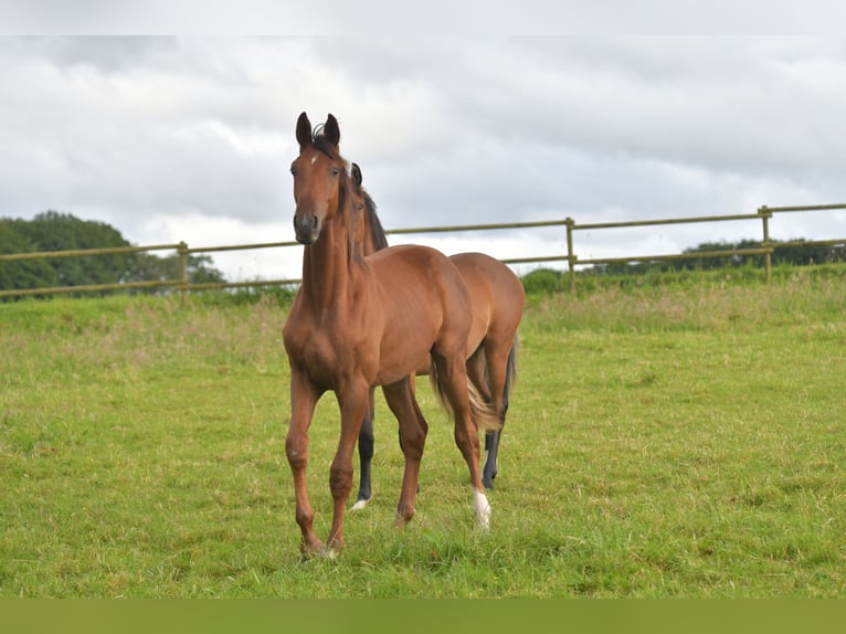 Caballo de deporte alemán Semental 1 año Alazán-tostado in Radevormwald