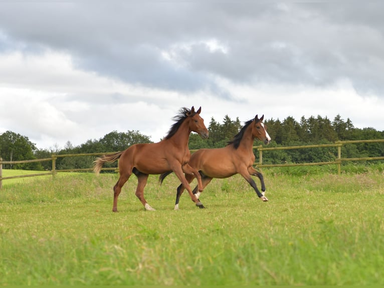 Caballo de deporte alemán Semental 1 año Alazán-tostado in Radevormwald