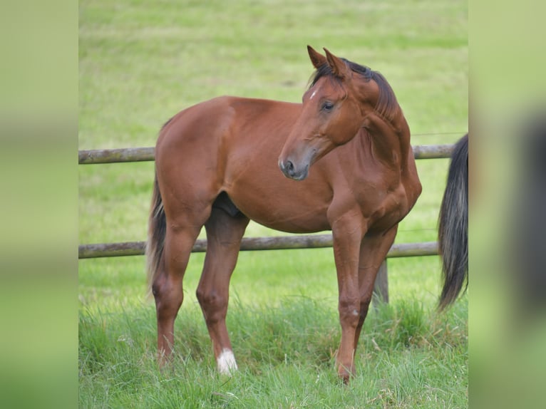 Caballo de deporte alemán Semental 1 año Alazán-tostado in Radevormwald