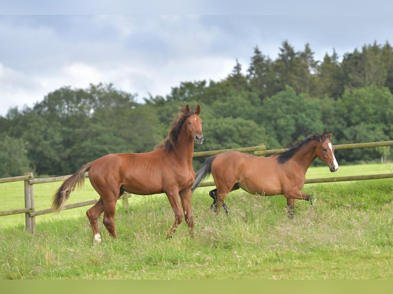 Caballo de deporte alemán Semental 1 año Alazán-tostado in Radevormwald