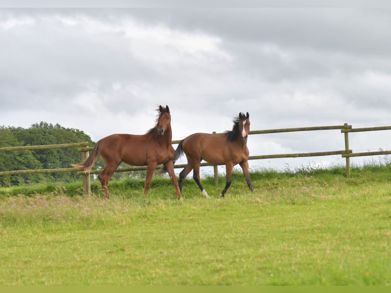 Caballo de deporte alemán Semental 1 año Alazán-tostado in Radevormwald