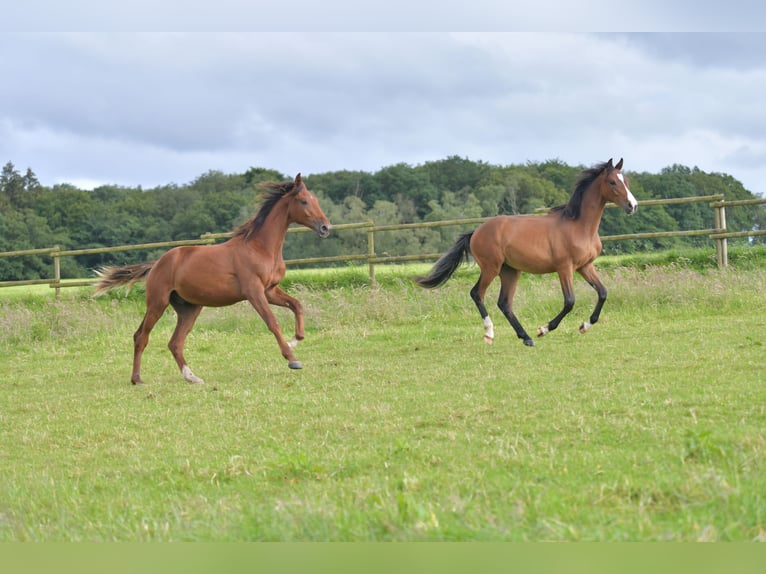 Caballo de deporte alemán Semental 1 año Alazán-tostado in Radevormwald