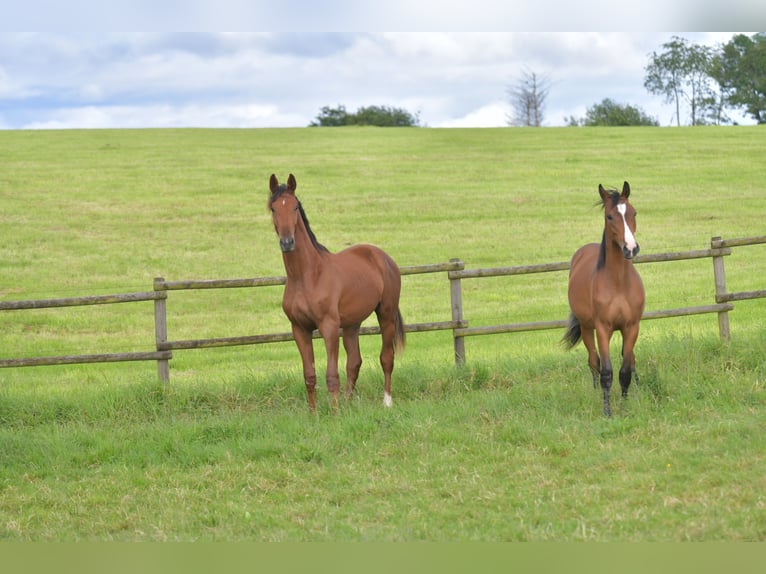 Caballo de deporte alemán Semental 1 año Alazán-tostado in Radevormwald