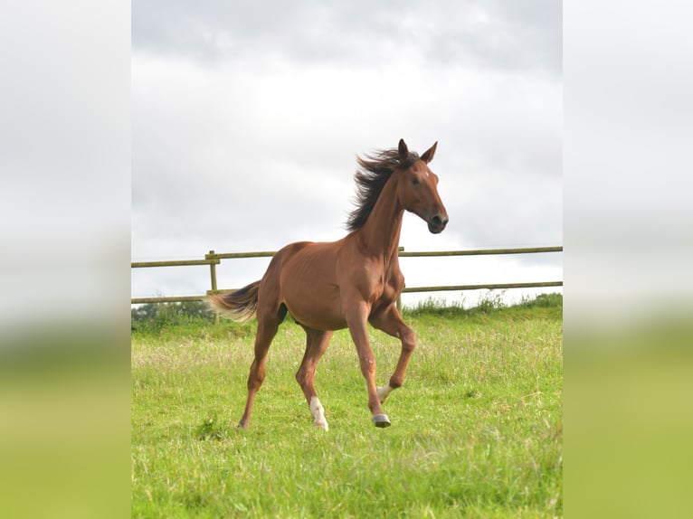 Caballo de deporte alemán Semental 1 año Alazán-tostado in Radevormwald