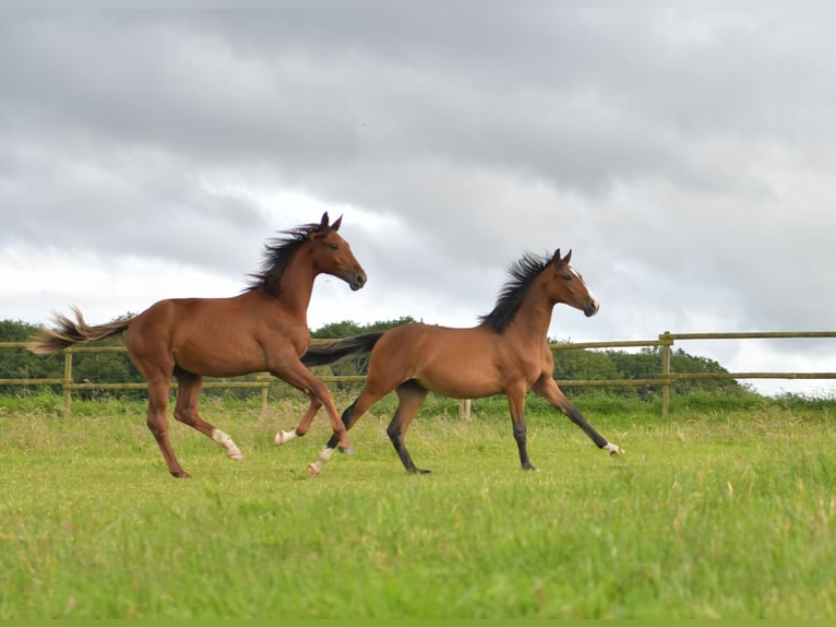 Caballo de deporte alemán Semental 1 año Alazán-tostado in Radevormwald