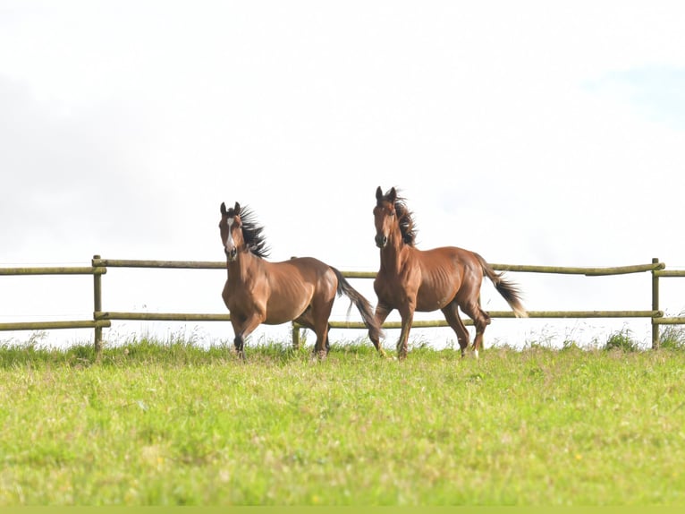 Caballo de deporte alemán Semental 1 año Alazán-tostado in Radevormwald