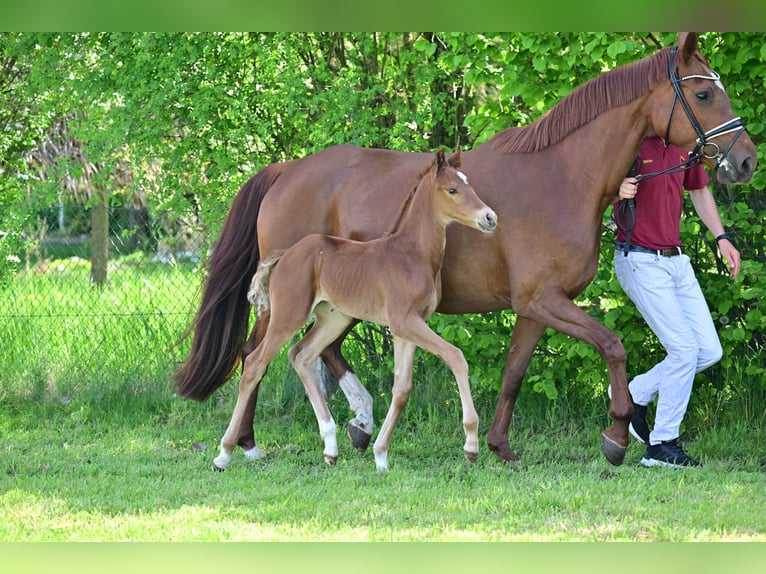 Caballo de deporte alemán Semental 1 año Alazán-tostado in Schönwalde-Glien