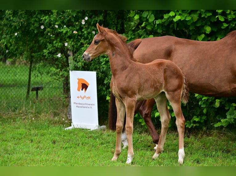 Caballo de deporte alemán Semental 1 año Alazán-tostado in Schönwalde-Glien