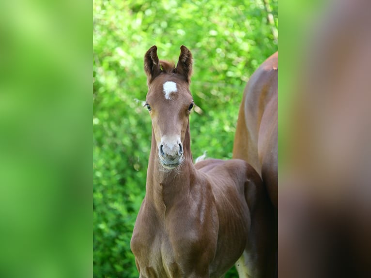 Caballo de deporte alemán Semental 1 año Alazán-tostado in Schönwalde-Glien