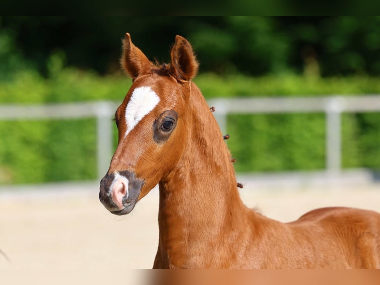 Caballo de deporte alemán Semental 1 año Alazán-tostado in Weißenberg
