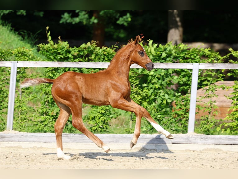 Caballo de deporte alemán Semental 1 año Alazán-tostado in Weißenberg
