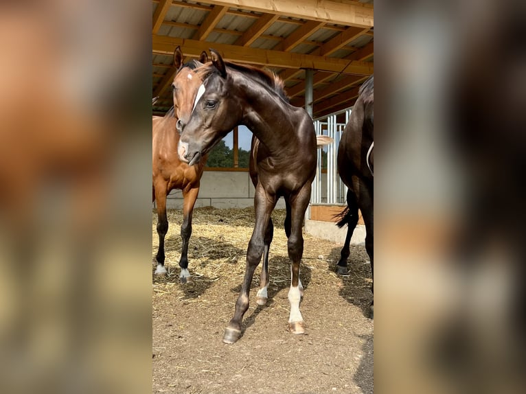 Caballo de deporte alemán Semental 1 año Alazán-tostado in Weißenberg