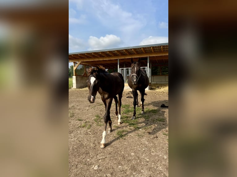 Caballo de deporte alemán Semental 1 año Alazán-tostado in Weißenberg