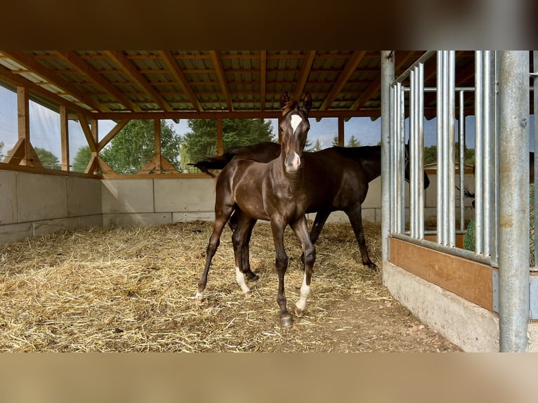 Caballo de deporte alemán Semental 1 año Alazán-tostado in Weißenberg
