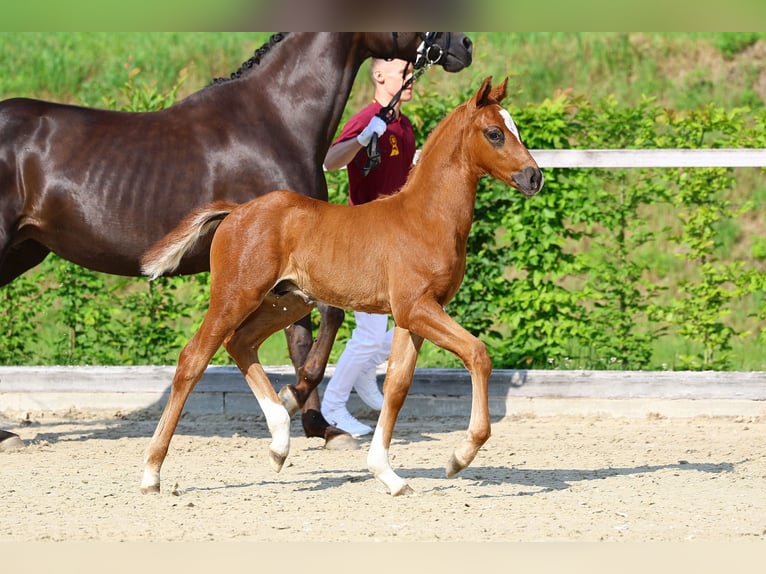 Caballo de deporte alemán Semental 1 año Alazán-tostado in Weißenberg