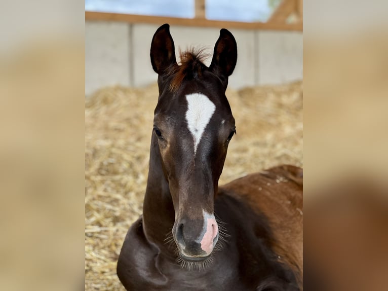 Caballo de deporte alemán Semental 1 año Alazán-tostado in Weißenberg