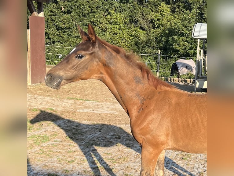 Caballo de deporte alemán Semental 1 año Alazán-tostado in Rottweil