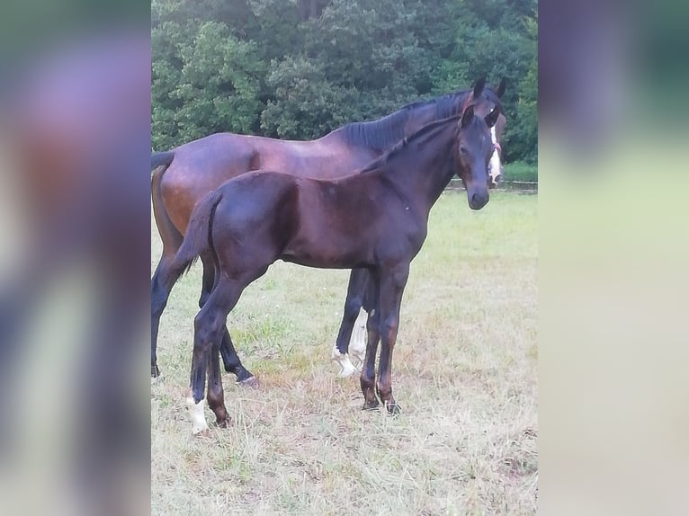 Caballo de deporte alemán Semental 1 año in Bann