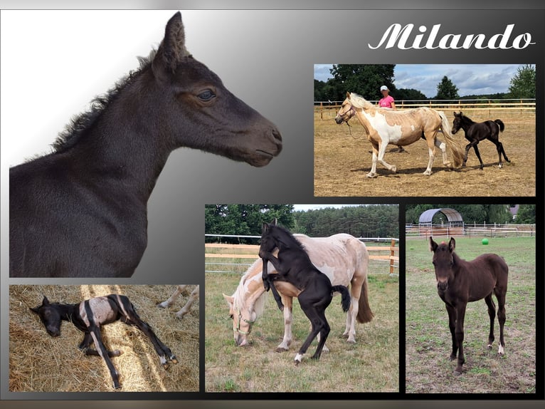 Caballo de deporte alemán Mestizo Semental 1 año in Klein Schulzenforf