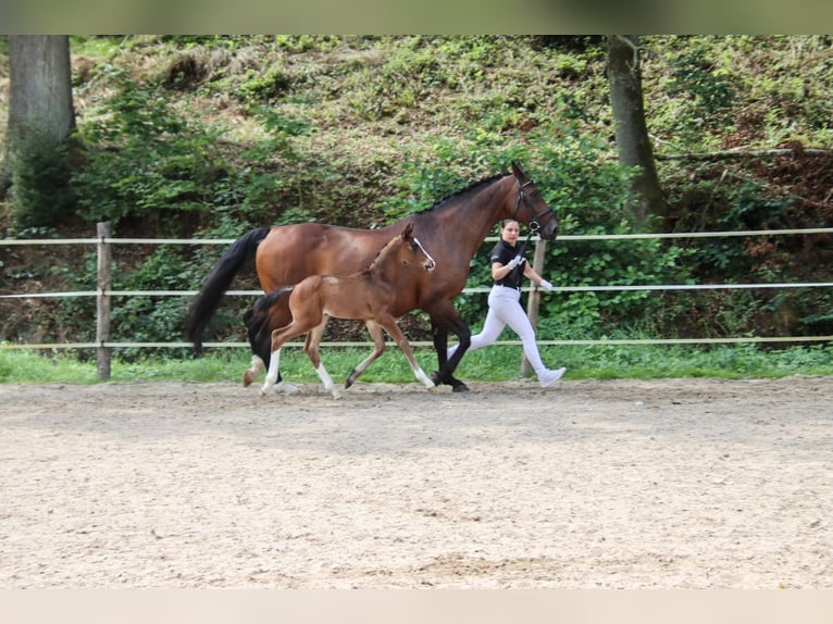 Caballo de deporte alemán Semental 1 año in Niederstetten