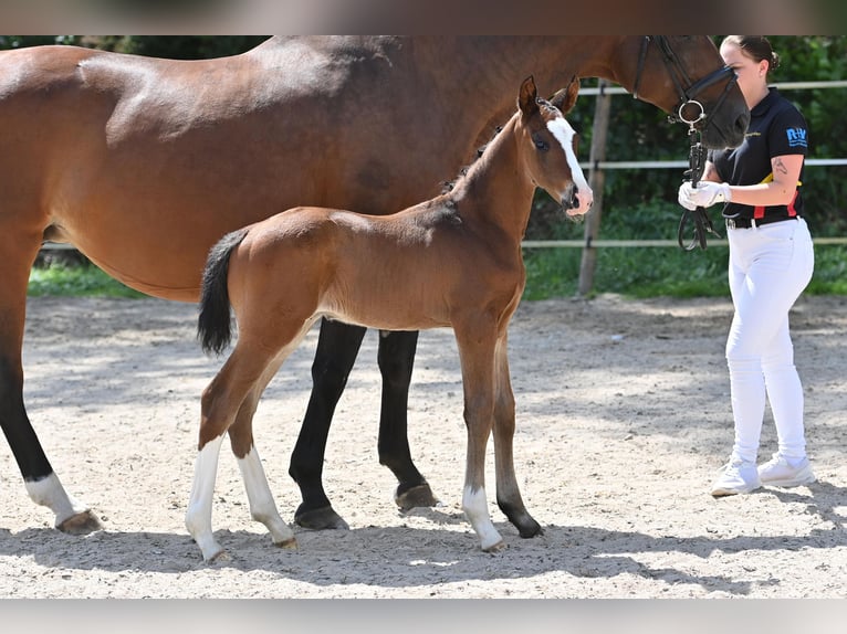 Caballo de deporte alemán Semental 1 año in Niederstetten