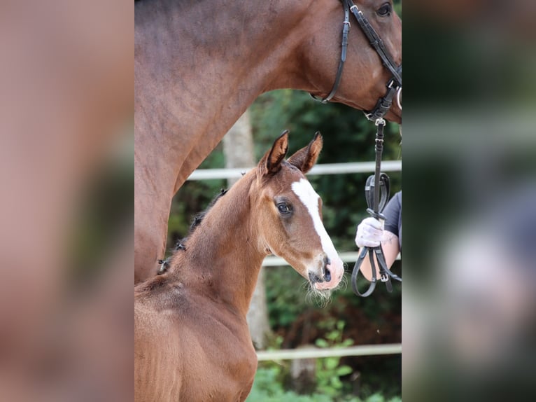 Caballo de deporte alemán Semental 1 año Castaño in Niederstetten