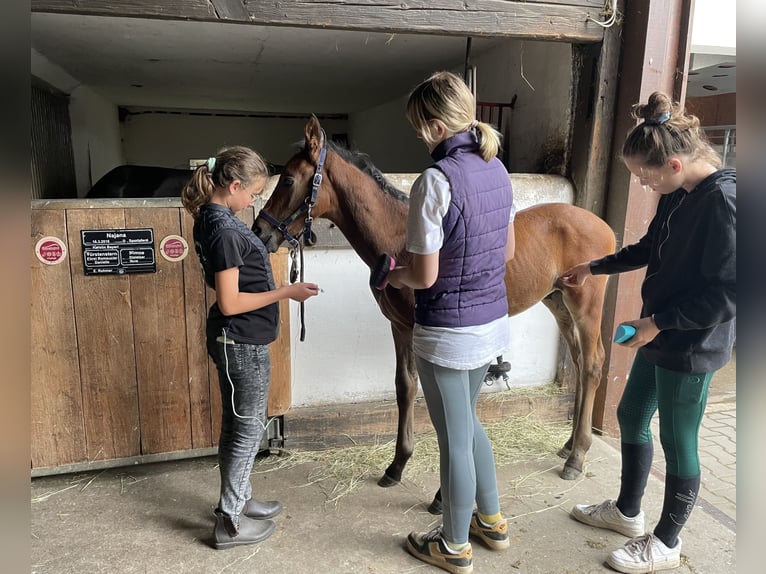 Caballo de deporte alemán Semental 1 año Castaño in Crimmitschau